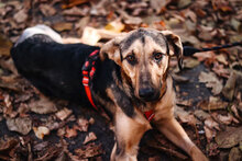 PAPPY, Hund, Mischlingshund in Bulgarien - Bild 6