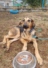 PAPPY, Hund, Mischlingshund in Bulgarien - Bild 7
