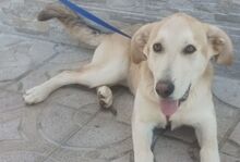 SONIC, Hund, Mischlingshund in Italien - Bild 1