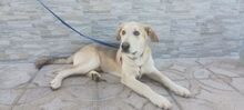 SONIC, Hund, Mischlingshund in Italien - Bild 2