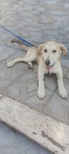 SONIC, Hund, Mischlingshund in Italien - Bild 3