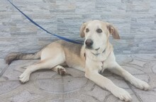 SONIC, Hund, Mischlingshund in Italien - Bild 4