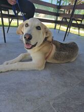 SONIC, Hund, Mischlingshund in Italien - Bild 6