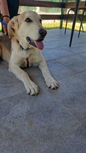 SONIC, Hund, Mischlingshund in Italien - Bild 7