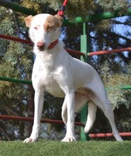 ALMENDRA, Hund, Podenco-Mix in Spanien - Bild 3