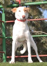 ALMENDRA, Hund, Podenco-Mix in Spanien - Bild 4