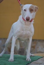 ALMENDRA, Hund, Podenco-Mix in Spanien - Bild 5