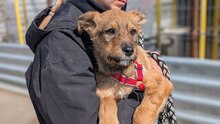 RAUL, Hund, Mischlingshund in Rumänien - Bild 1