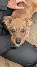 RAUL, Hund, Mischlingshund in Rumänien - Bild 2