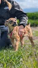 RAUL, Hund, Mischlingshund in Rumänien - Bild 4