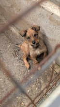 RAUL, Hund, Mischlingshund in Rumänien - Bild 5