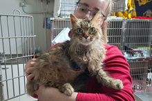 FERRARINA, Katze, Norwegische Waldkatze-Mix in Italien - Bild 1