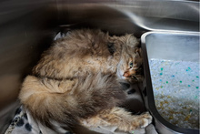 FERRARINA, Katze, Norwegische Waldkatze-Mix in Italien - Bild 2
