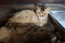 FERRARINA, Katze, Norwegische Waldkatze-Mix in Italien - Bild 3