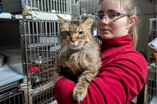 FERRARINA, Katze, Norwegische Waldkatze-Mix in Italien - Bild 4