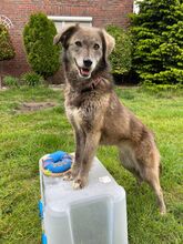 EVELYNE, Hund, Mischlingshund in Westerholt - Bild 1