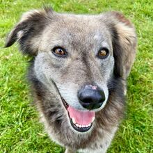 EVELYNE, Hund, Mischlingshund in Westerholt - Bild 2