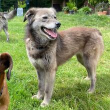 EVELYNE, Hund, Mischlingshund in Westerholt - Bild 3