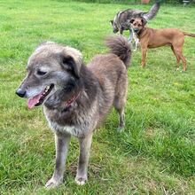 EVELYNE, Hund, Mischlingshund in Westerholt - Bild 4