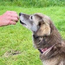 EVELYNE, Hund, Mischlingshund in Westerholt - Bild 5