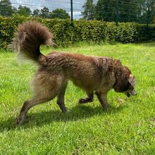 EVELYNE, Hund, Mischlingshund in Westerholt - Bild 6