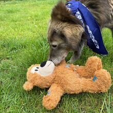 EVELYNE, Hund, Mischlingshund in Westerholt - Bild 7