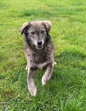 EVELYNE, Hund, Mischlingshund in Westerholt - Bild 8