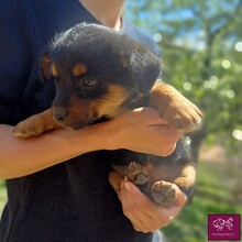 BINGO, Hund, Mischlingshund in Rumänien - Bild 1