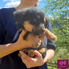 BINGO, Hund, Mischlingshund in Rumänien - Bild 2