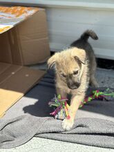 HALKA, Hund, Mischlingshund in Rumänien - Bild 1