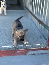 HALKA, Hund, Mischlingshund in Rumänien - Bild 2