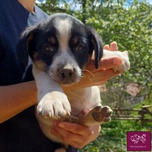 BLUEY, Hund, Mischlingshund in Rumänien - Bild 1