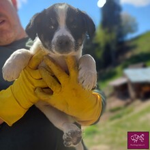 BLUEY, Hund, Mischlingshund in Rumänien - Bild 3