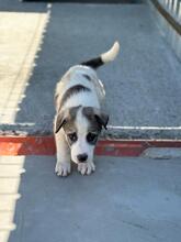 HANKO, Hund, Mischlingshund in Rumänien - Bild 1