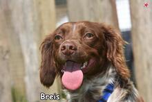 BRAIS, Hund, Epagneul Breton-Mix in Donzdorf - Bild 1