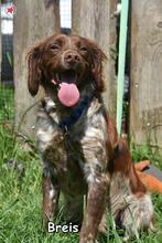 BRAIS, Hund, Epagneul Breton-Mix in Donzdorf - Bild 2