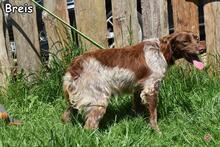 BRAIS, Hund, Epagneul Breton-Mix in Donzdorf - Bild 4