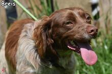 BRAIS, Hund, Epagneul Breton-Mix in Donzdorf - Bild 5