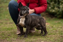 DINNYE, Hund, Französische Bulldogge in Niedenstein - Bild 1