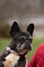 DINNYE, Hund, Französische Bulldogge in Niedenstein - Bild 11