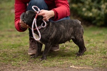 DINNYE, Hund, Französische Bulldogge in Niedenstein - Bild 12