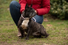 DINNYE, Hund, Französische Bulldogge in Niedenstein - Bild 13