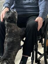 DINNYE, Hund, Französische Bulldogge in Niedenstein - Bild 2