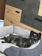 DINNYE, Hund, Französische Bulldogge in Niedenstein - Bild 3