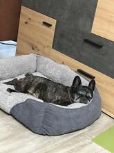 DINNYE, Hund, Französische Bulldogge in Niedenstein - Bild 4