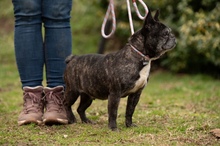 DINNYE, Hund, Französische Bulldogge in Niedenstein - Bild 5