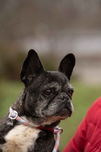 DINNYE, Hund, Französische Bulldogge in Niedenstein - Bild 6