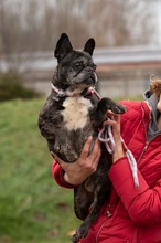 DINNYE, Hund, Französische Bulldogge in Niedenstein - Bild 7