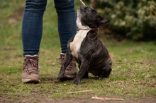 DINNYE, Hund, Französische Bulldogge in Niedenstein - Bild 8