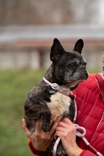 DINNYE, Hund, Französische Bulldogge in Niedenstein - Bild 9